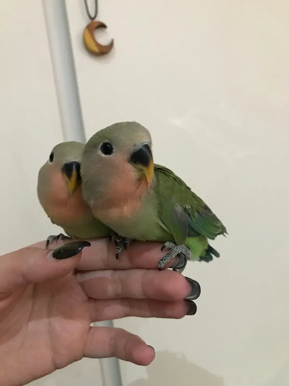 طوطی برزیلی های اوپال کاملا دستی|پرنده|تهران, شهرک پرواز|دیوار