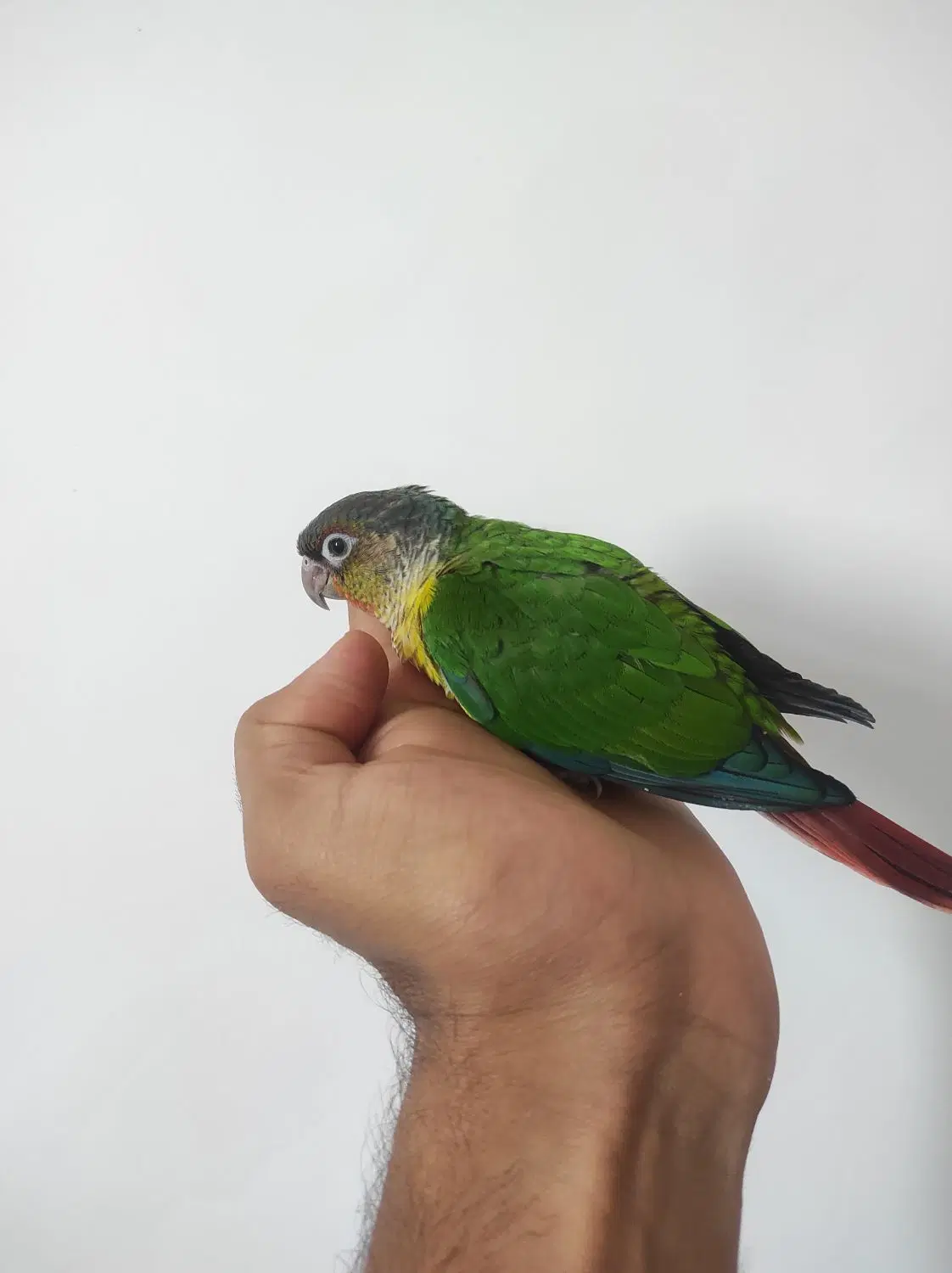 گیرین|پرنده|شیراز, مسلم|دیوار