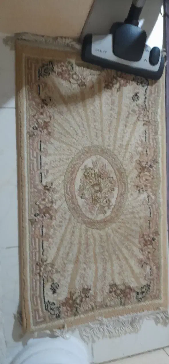 پادری کرم قهوهای|پادری|رشت, دیانتی|دیوار