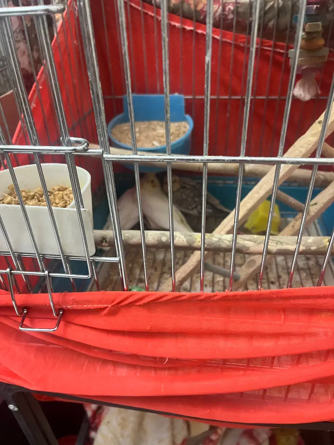 عروس هلندی مولد به همراه بچه هاش|پرنده|تهران, اتابک|دیوار