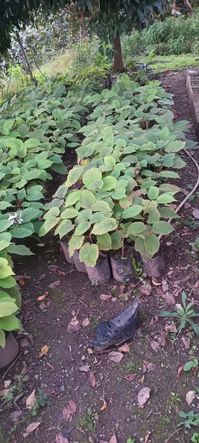 نهال کیوی تلخ|گل و گیاه طبیعی|چوبر, |دیوار