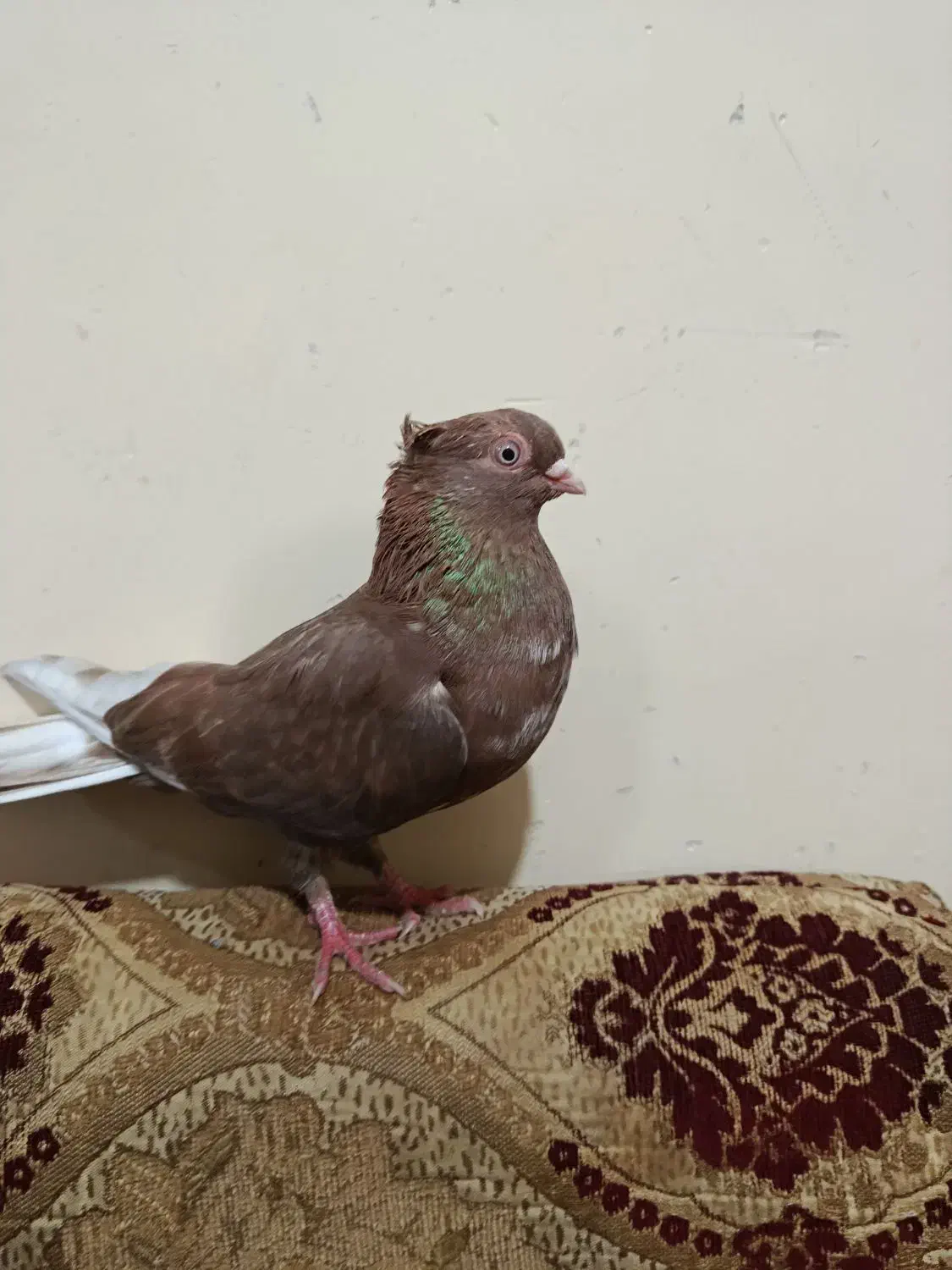 ماده سوسنی درجه یک|حیوانات|آبادان, |دیوار