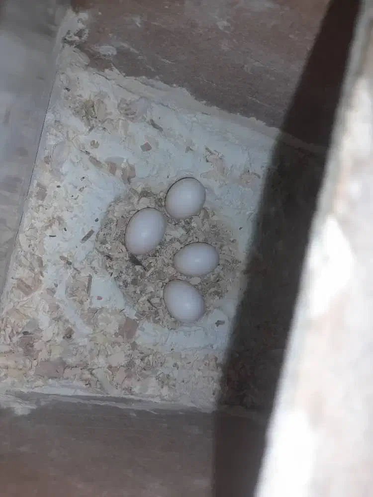 عروس هلندی البینو با تخم|پرنده|حمیدیه, |دیوار