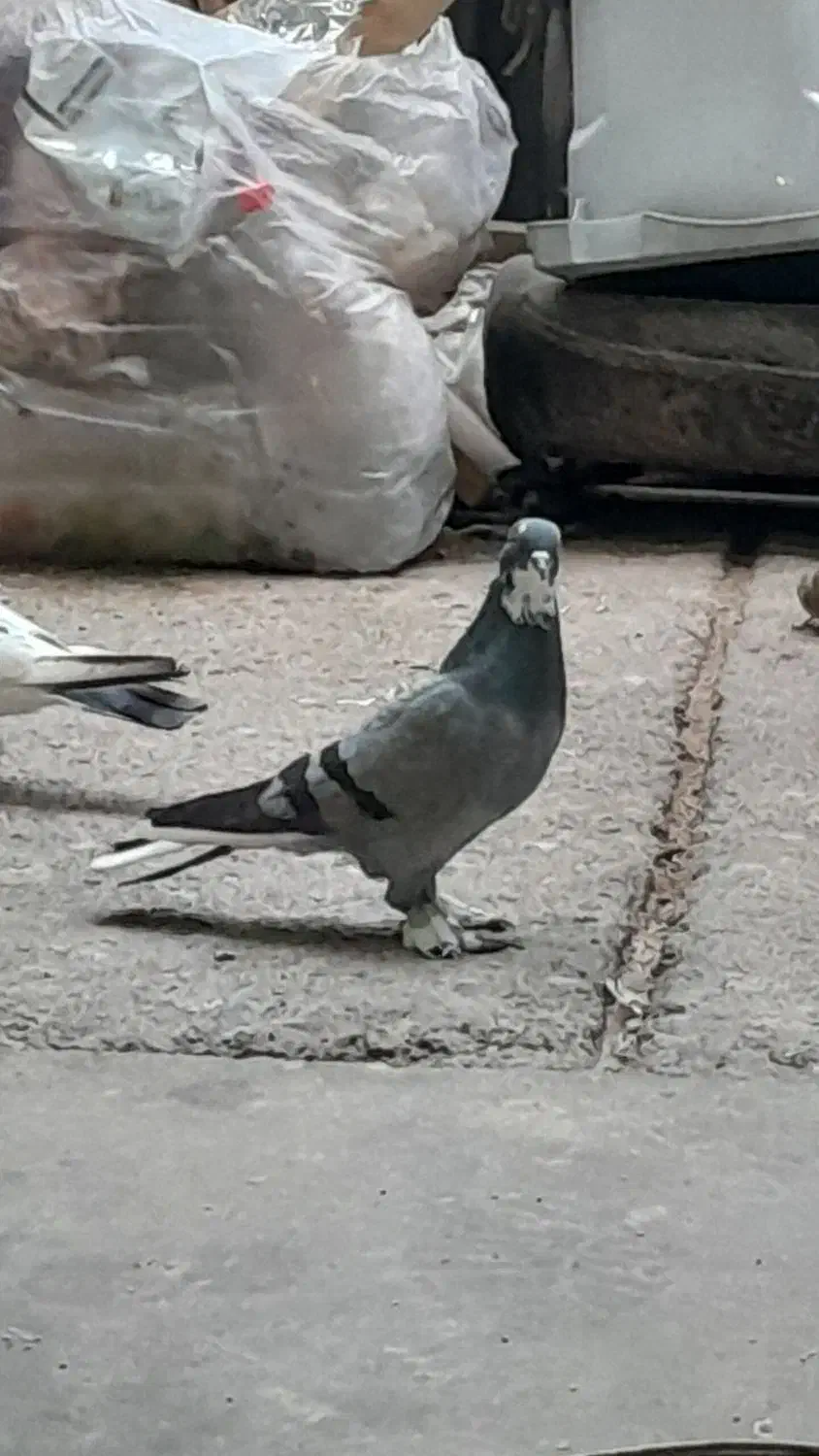 کبوتر ماده خال پیس|پرنده|خاوران, |دیوار