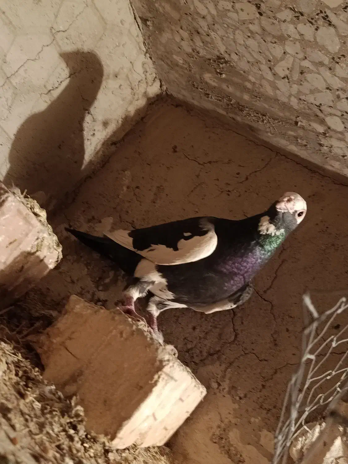 نر پلنگ گرفتنی|پرنده|زابل, |دیوار