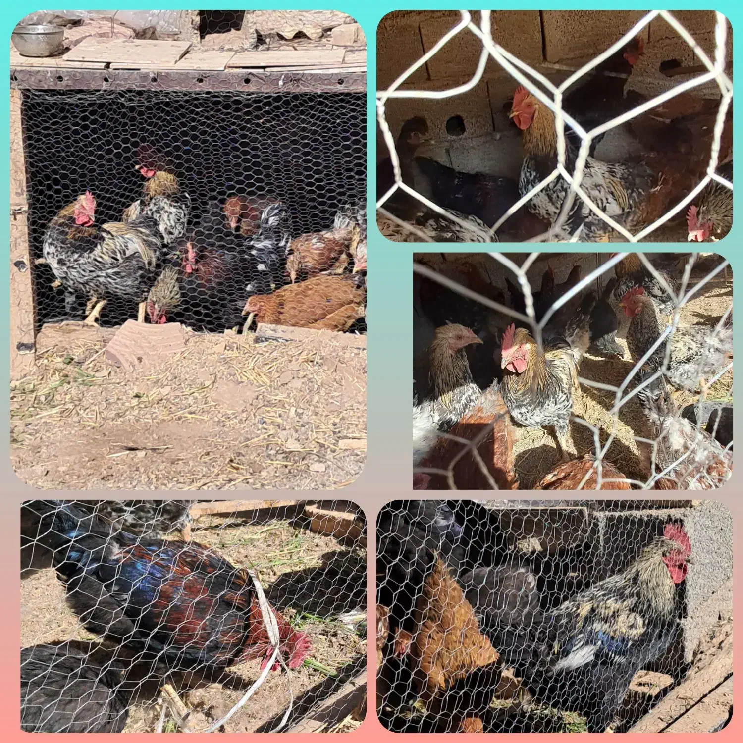 ۱۸عددخروس جوان|حیوانات مزرعه|محمدیه-قزوین, |دیوار