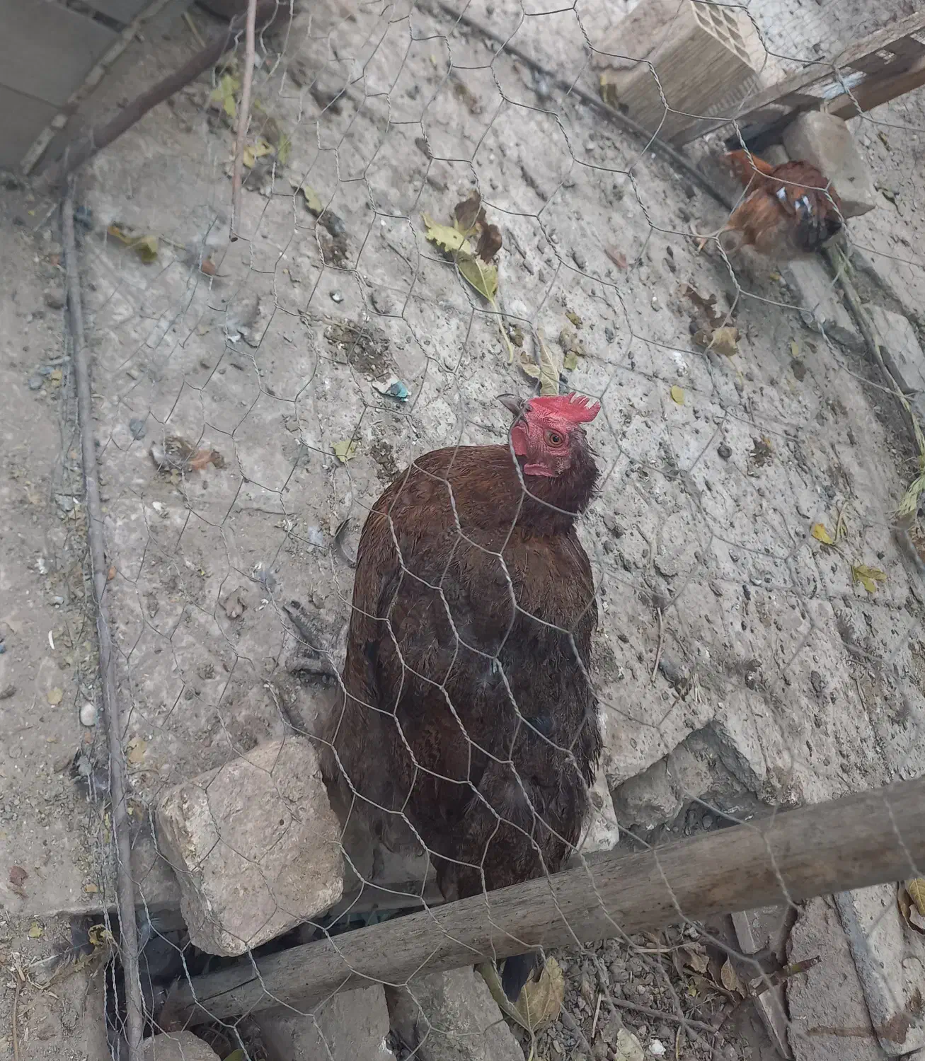 خروس گلین و مرغ محلی|حیوانات مزرعه|تاکستان, |دیوار