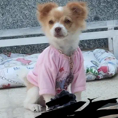 پامر روباهی|سگ|نهاوند, |دیوار