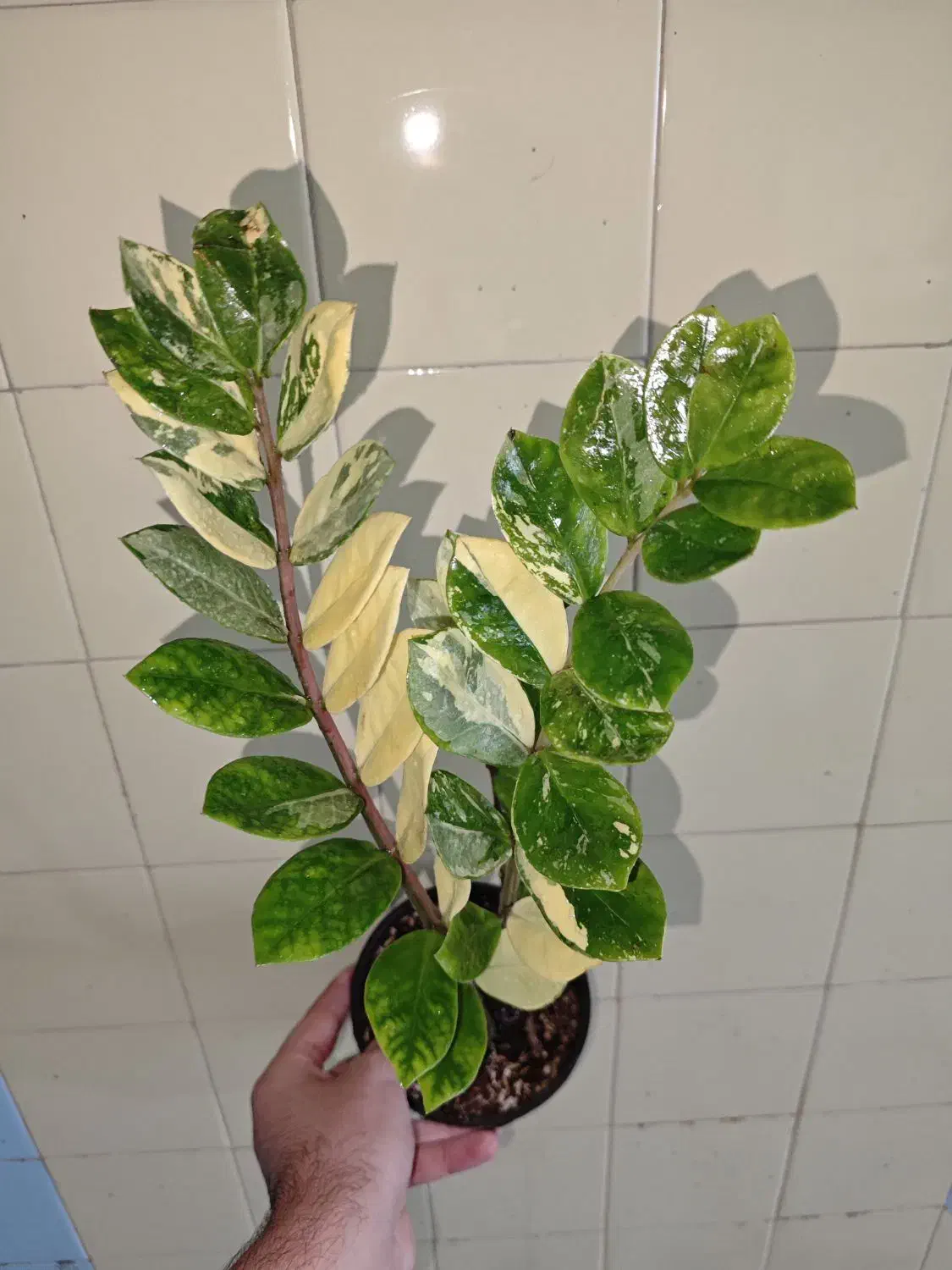 انواع گل|گل و گیاه طبیعی|سبزوار, کاشفی شمالی (دادگستری)|دیوار