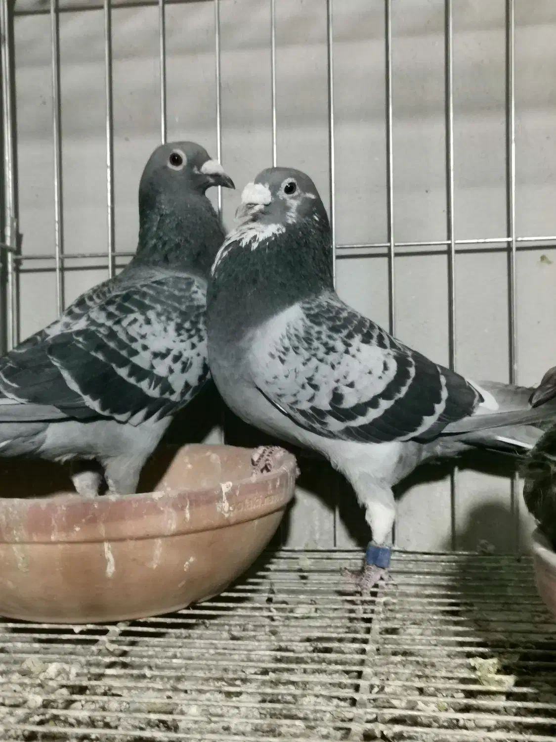 کبوتر مسافتی و پلاکی|پرنده|اصفهان, عمان سامانی|دیوار