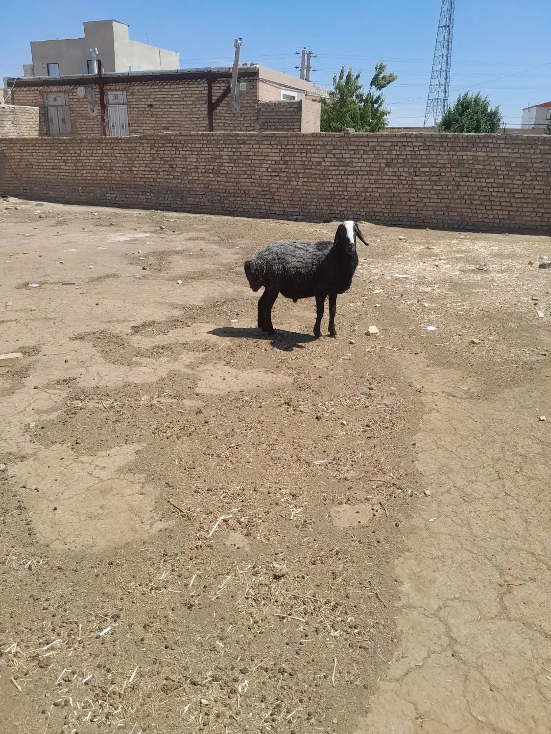 قوچ سیاه شال ۳ساله بشرط همه چی|حیوانات مزرعه|دشتابی, |دیوار