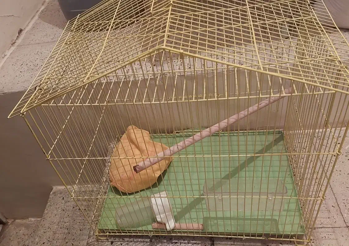 قفس پرنده سایز بزرگ نو به همراه وسایل|لوازم جانبی حیوانات|قزوین, |دیوار