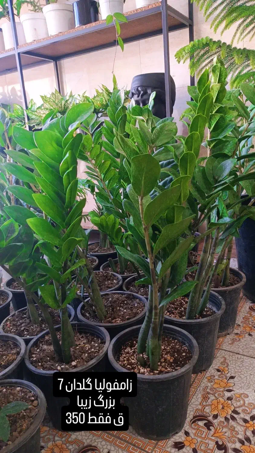 زامفولیا بزرگ350|گل و گیاه طبیعی|یزد, |دیوار