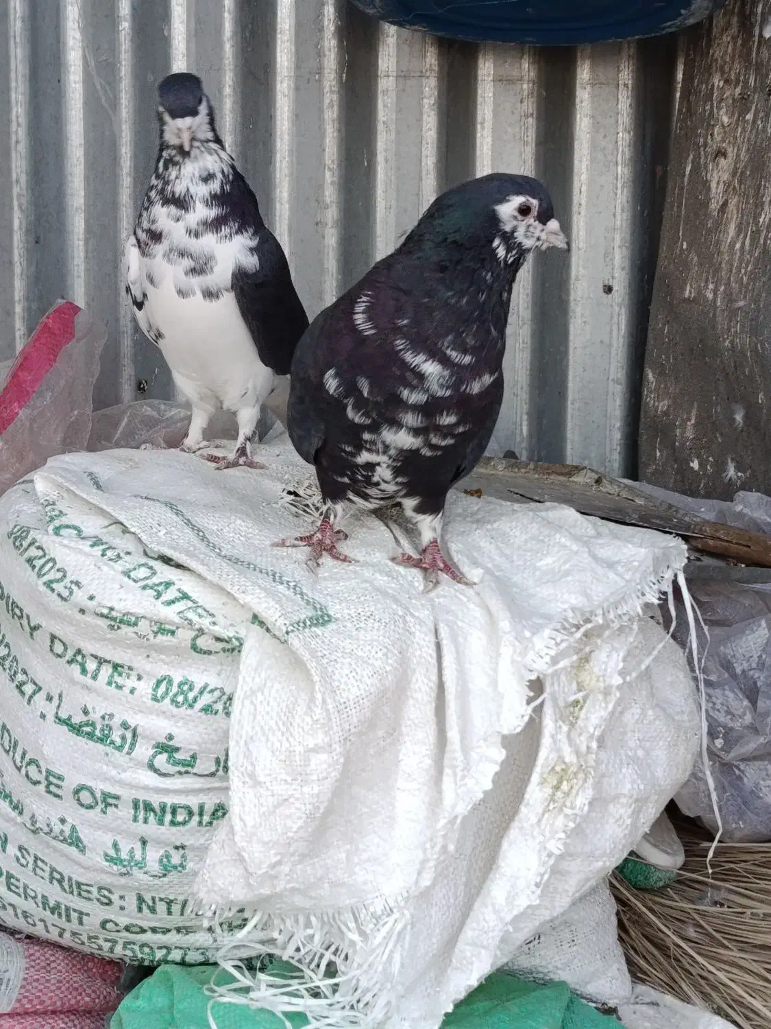 نرما ده شیرازی|پرنده|کرمان, |دیوار