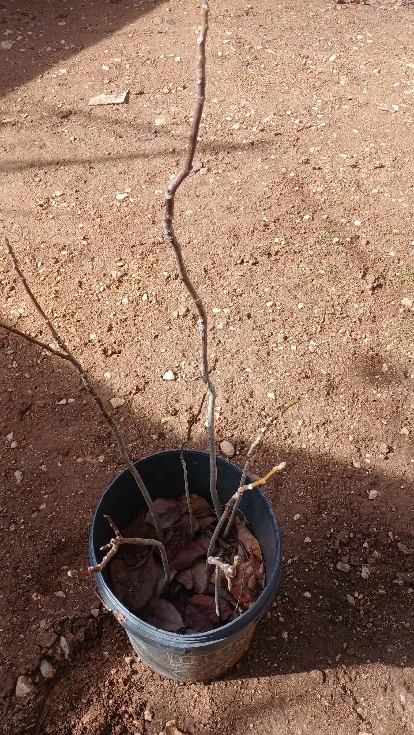 نهال گردو سپیدان|گل و گیاه طبیعی|شیراز, گویم|دیوار