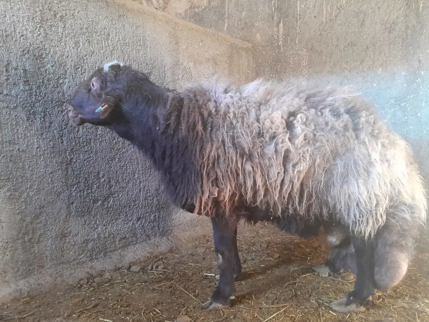 همو قوچ|حیوانات مزرعه|طاغنکوه, |دیوار