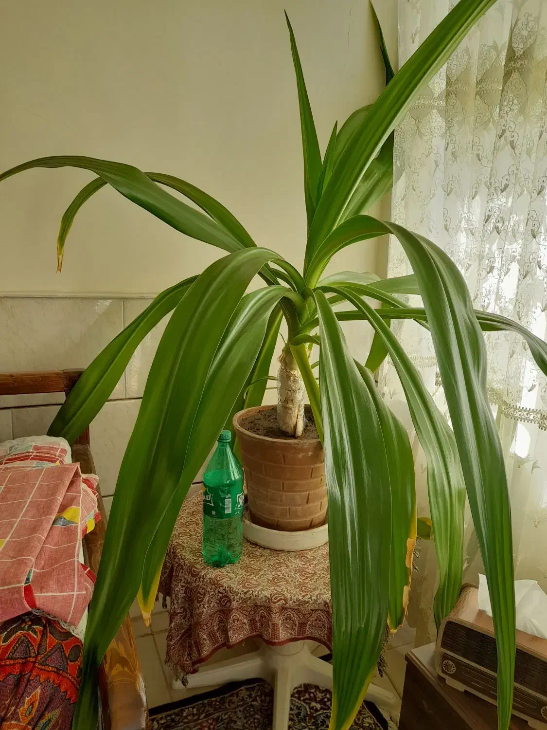 گل موزی بزرگ|گل و گیاه طبیعی|رفسنجان, |دیوار