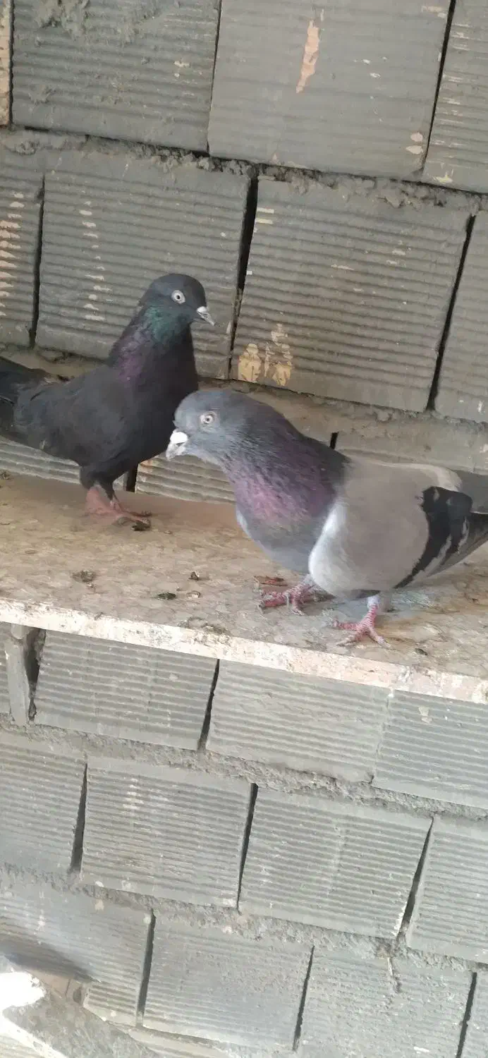 کفتر اصفهانی درجه یک|پرنده|شاهینشهر, گزبرخوار|دیوار