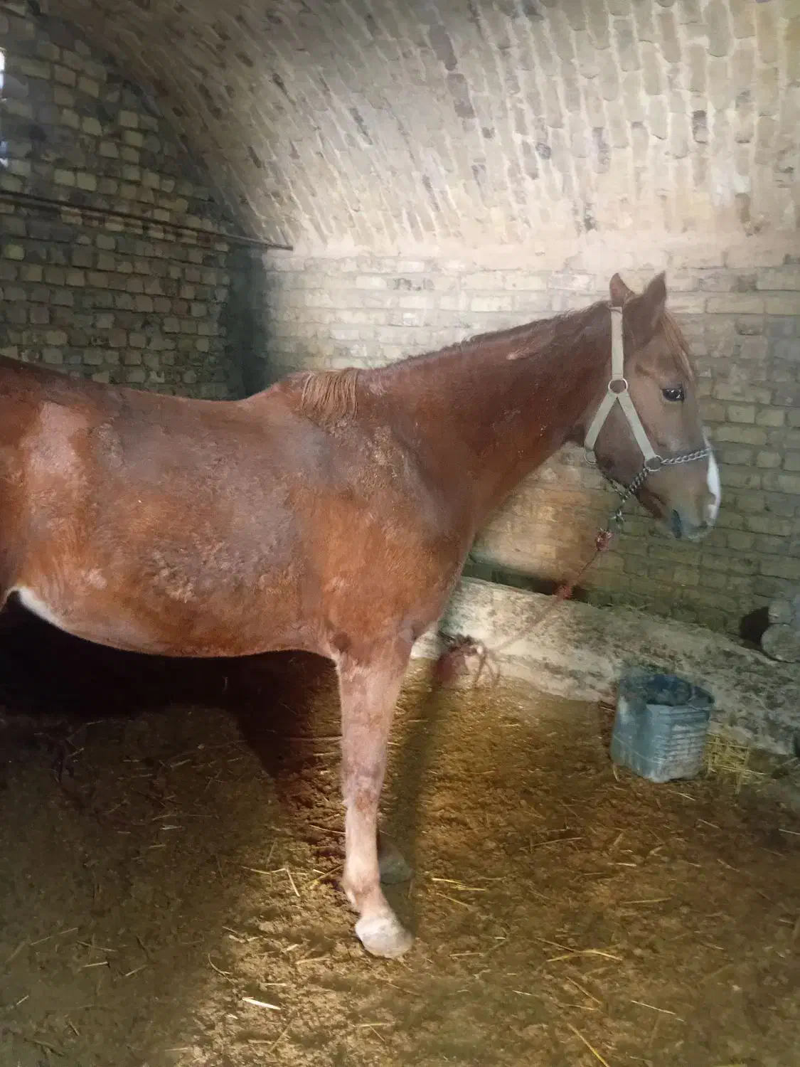 فروش اسب|اسب و تجهیزات اسبسواری|شازند, |دیوار