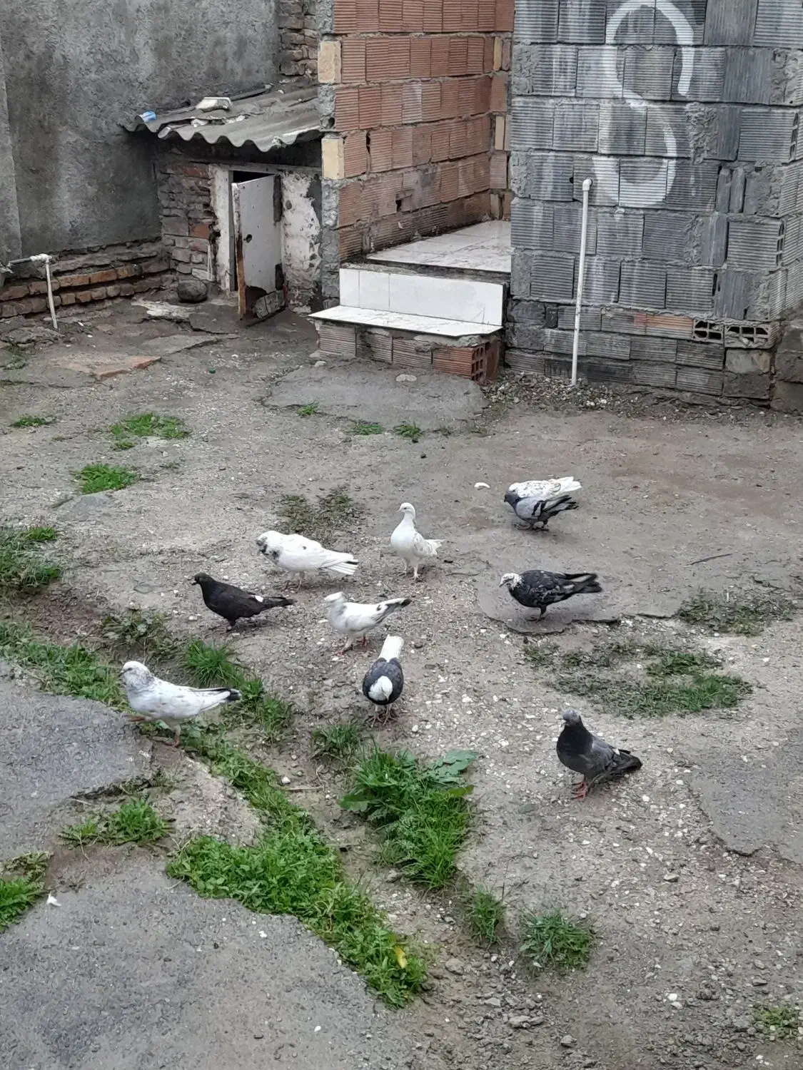 کفتر های آس|پرنده|بندر ترکمن, |دیوار