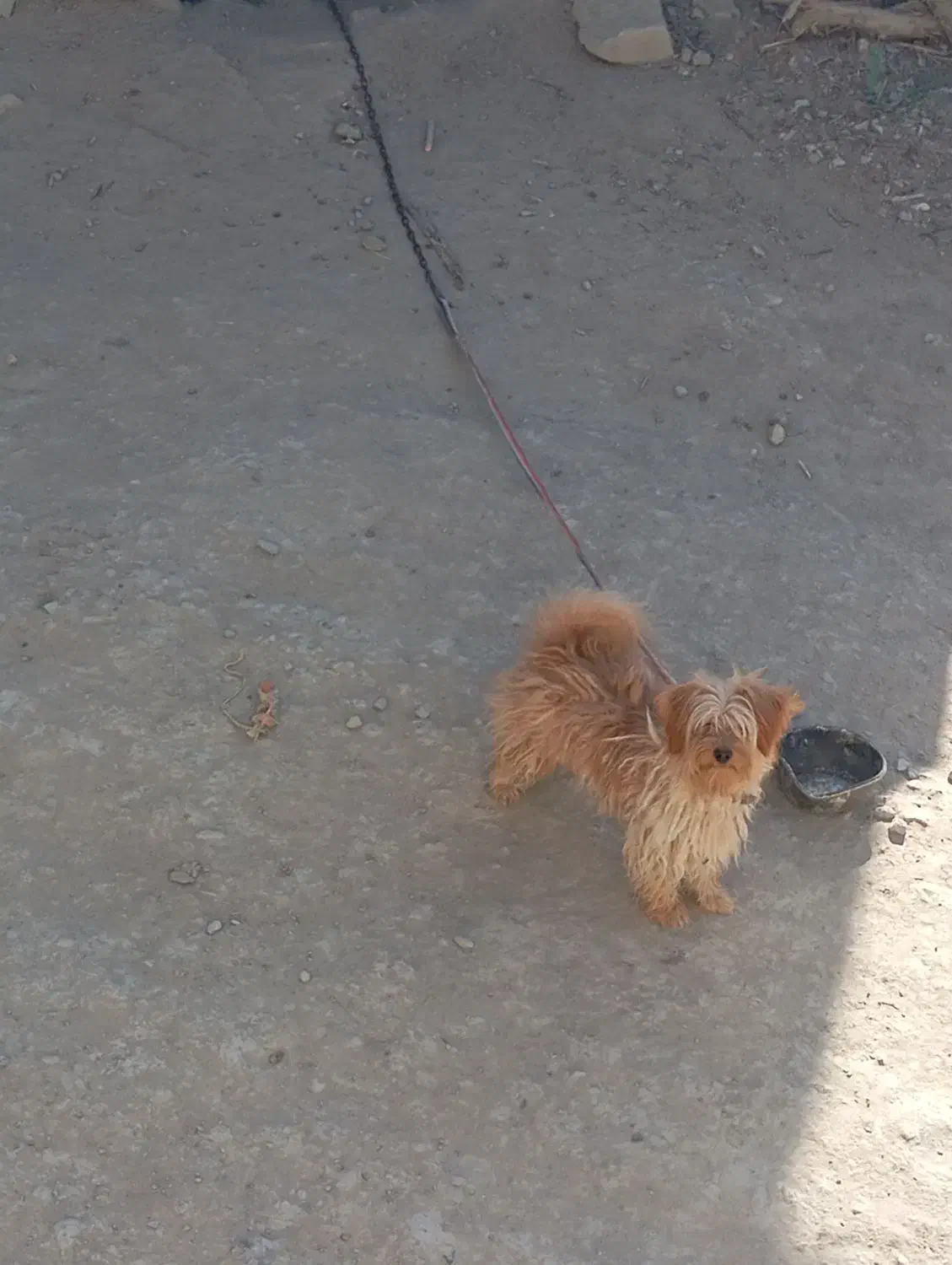 واگزاری سگ|سگ|شیروان (خراسان), |دیوار