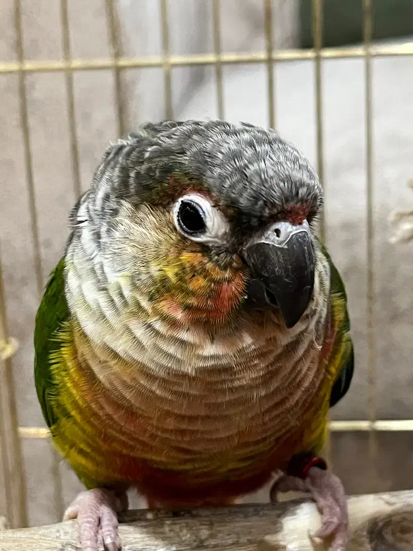 طوطی گرینچیک|پرنده|تهران, آهنگران (سراسیاب دولاب)|دیوار