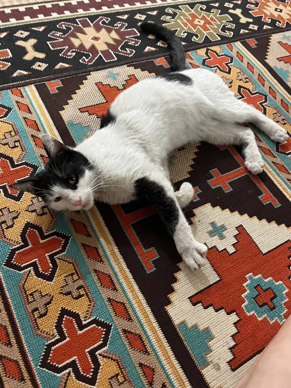 واگذاری|گربه|مشهد, دانشجو|دیوار