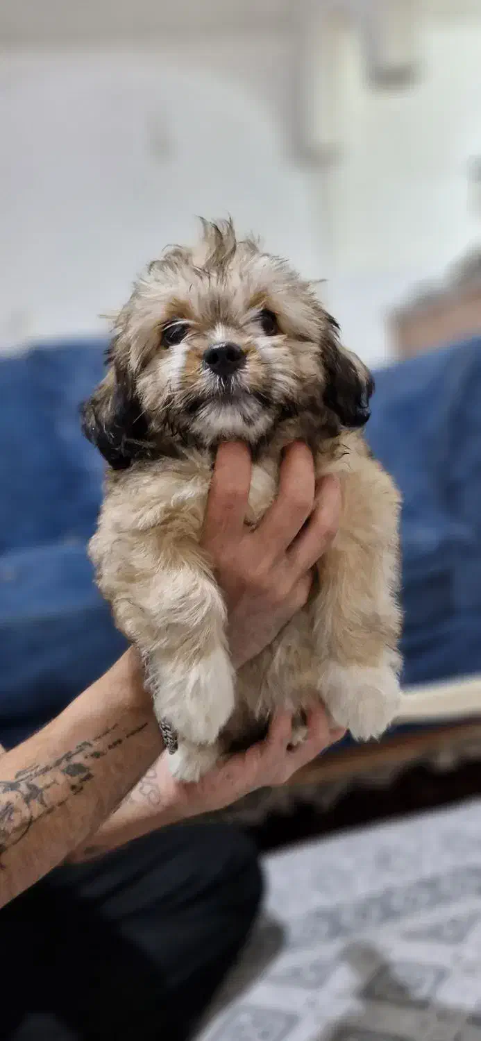 واگزاری|سگ|پاکدشت, حصار امیر|دیوار