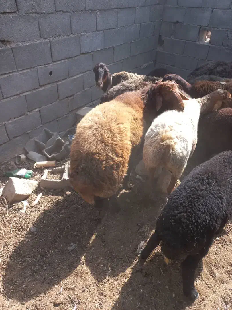 قوچ|حیوانات مزرعه|لردگان, |دیوار