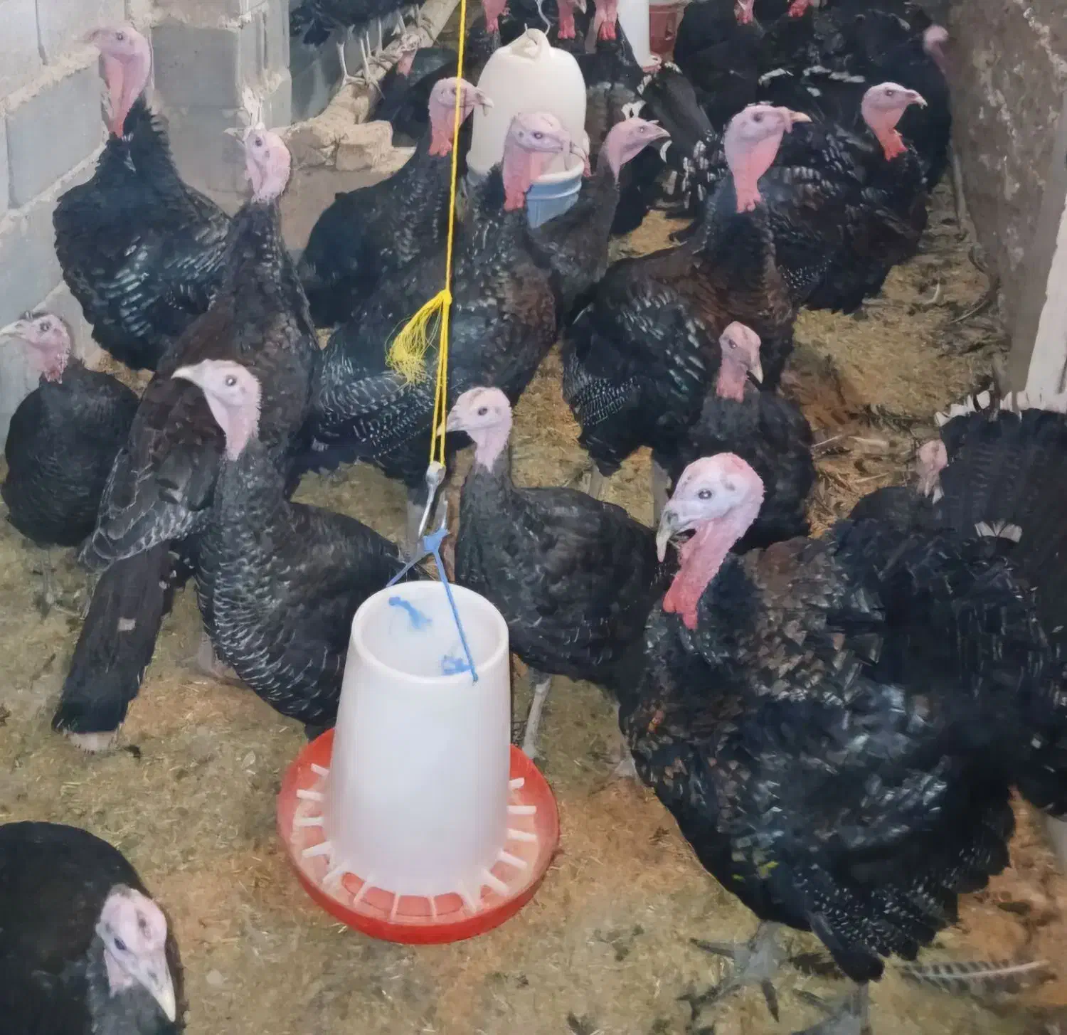 بوقلمون برنز|حیوانات مزرعه|جوادآباد, |دیوار