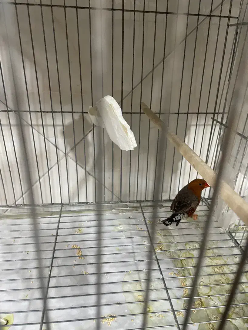 جفت فول اورنج روی تخم|پرنده|تهران, نعمتآباد|دیوار