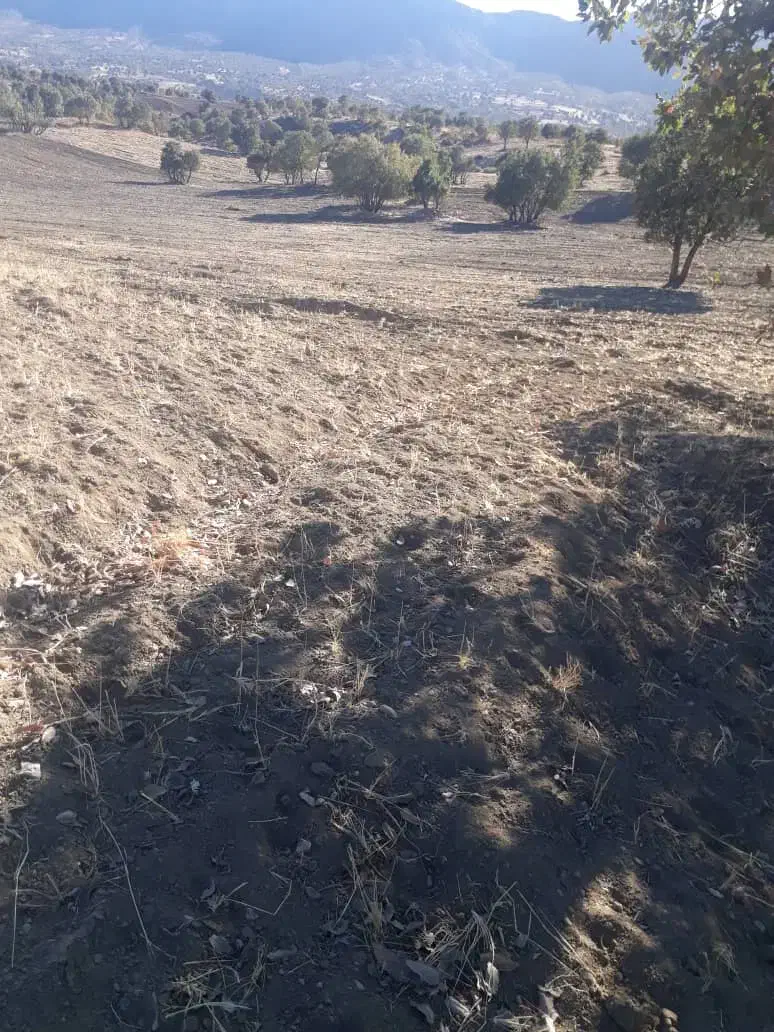 اجاره زمین کشاورزی|اجارهٔ دفتر صنعتی، کشاورزی، تجاری|کوهدشت, |دیوار