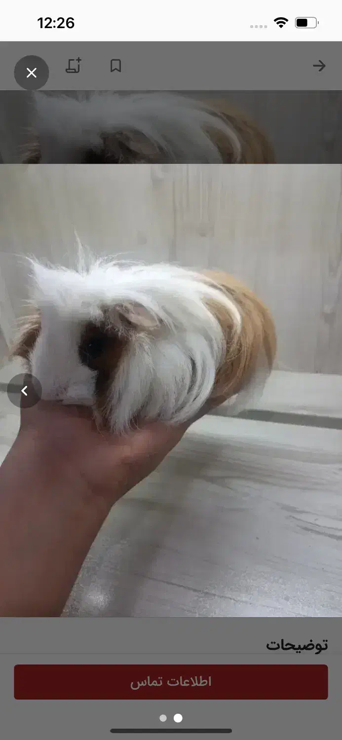 خوکچه هندی|موش و خرگوش|مشهد, یاس|دیوار