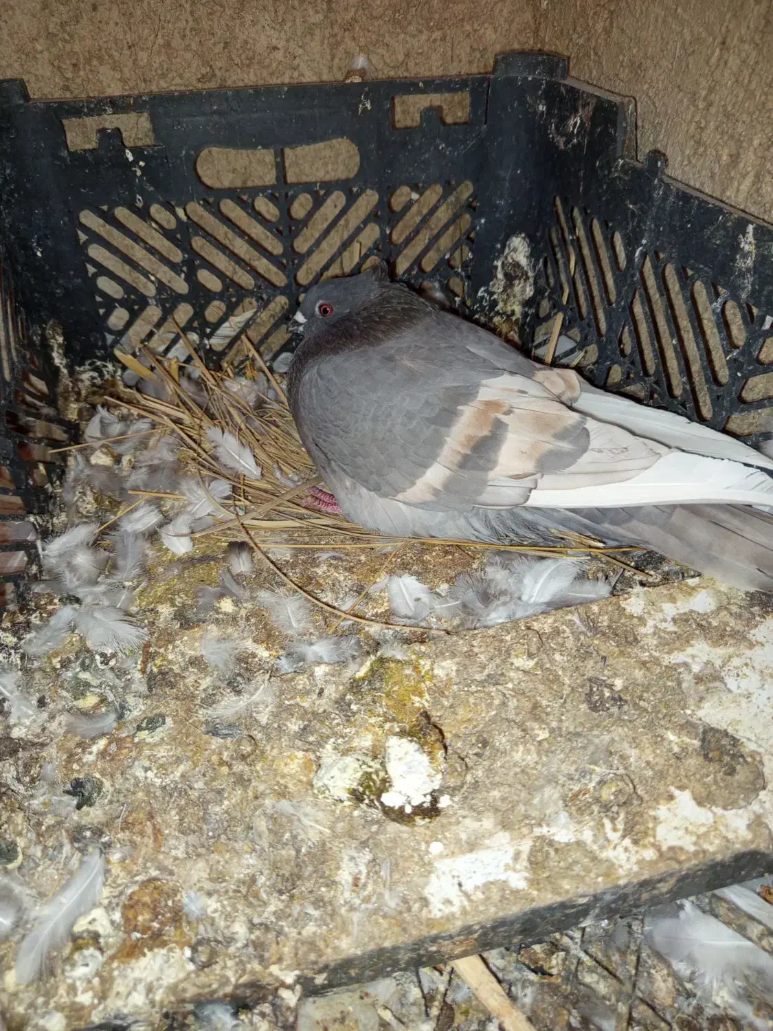 لیلک سبز خط زرد کاکلی|پرنده|شیراز, محمدیه|دیوار