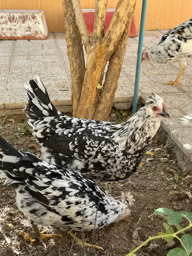 مرغ و خروس گلین|حیوانات مزرعه|اصفهان, سروستان|دیوار