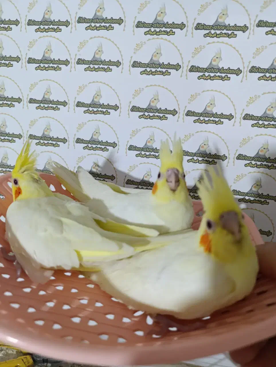 عروس هلندی|پرنده|شیراز, شهرک صدا و سیما|دیوار