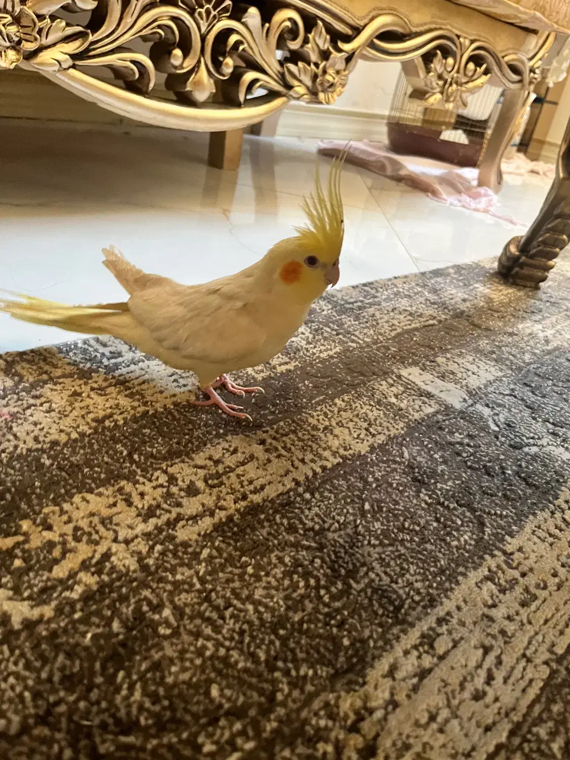 یه جفت طوطی عروس دستی نر و ماده تخم گذار|پرنده|قم, عمار یاسر|دیوار