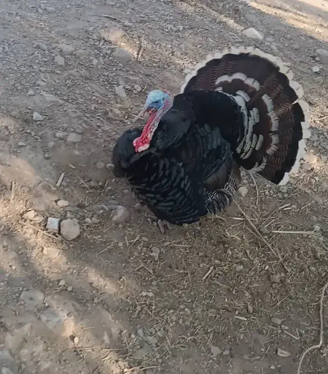 بوقلمون فروشی|حیوانات مزرعه|آبدانان, |دیوار