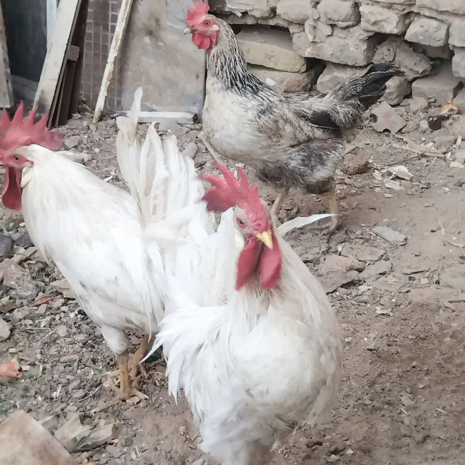 ۲تا خروس یک مرغ۶۰۰|پرنده|تربت جام, شاد|دیوار