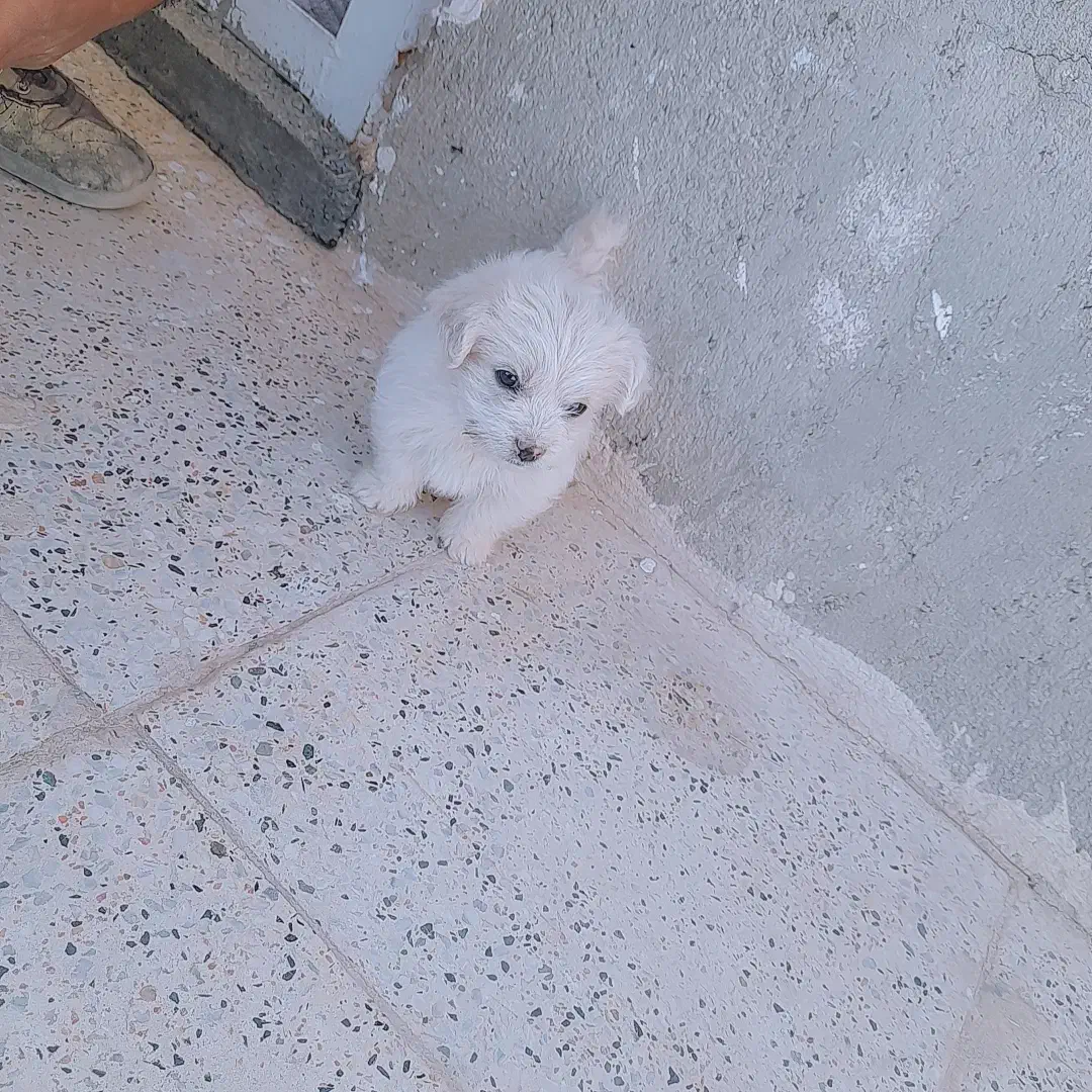 سگ پاکوتا|سگ|کبودرآهنگ, |دیوار