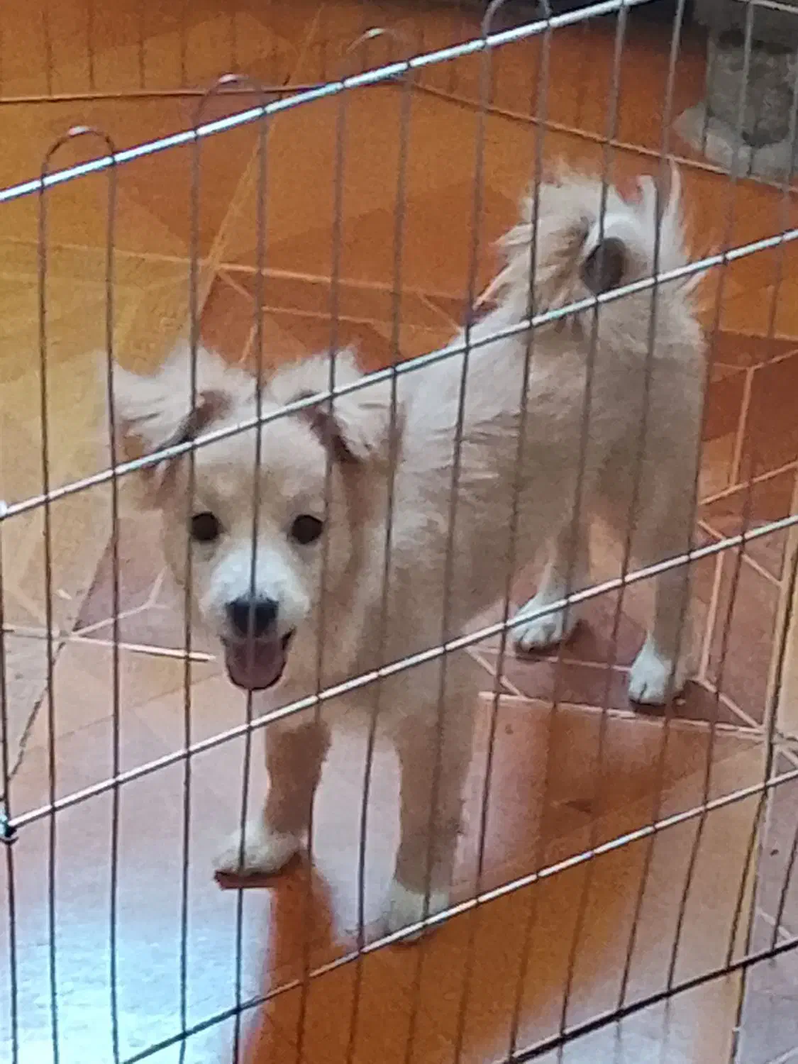 سگ اشپیز واگذاری|سگ|کرمانشاه, |دیوار