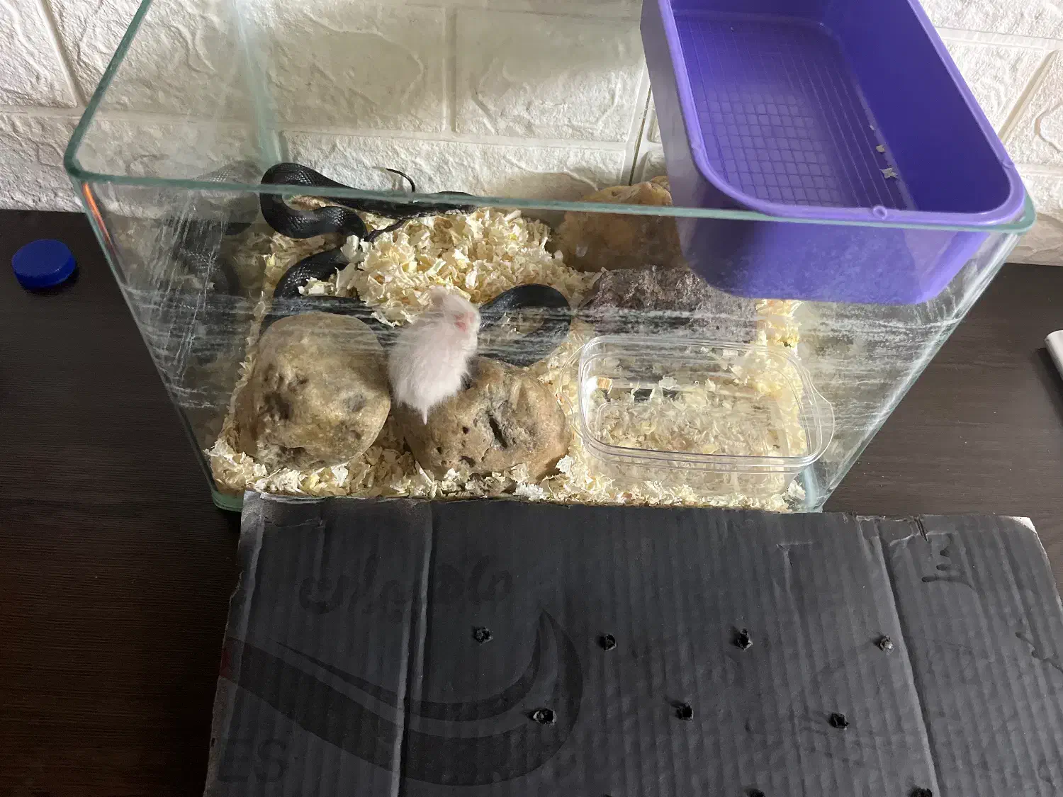 اکواریوم خزنده|خزنده|تهران, پونک|دیوار