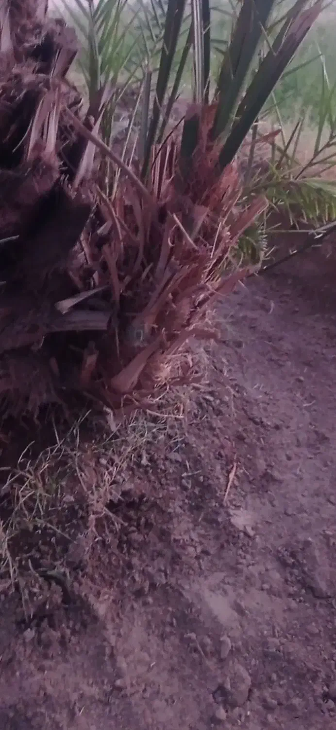 پا جوش کلوته|گل و گیاه طبیعی|جیرفت, |دیوار