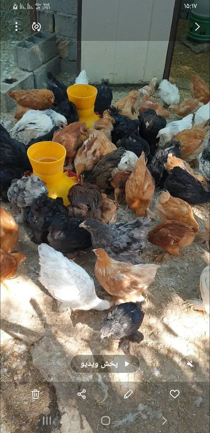 نیمچه مرغ و خروس برهما|حیوانات مزرعه|تهران, تهرانپارس شرقی|دیوار
