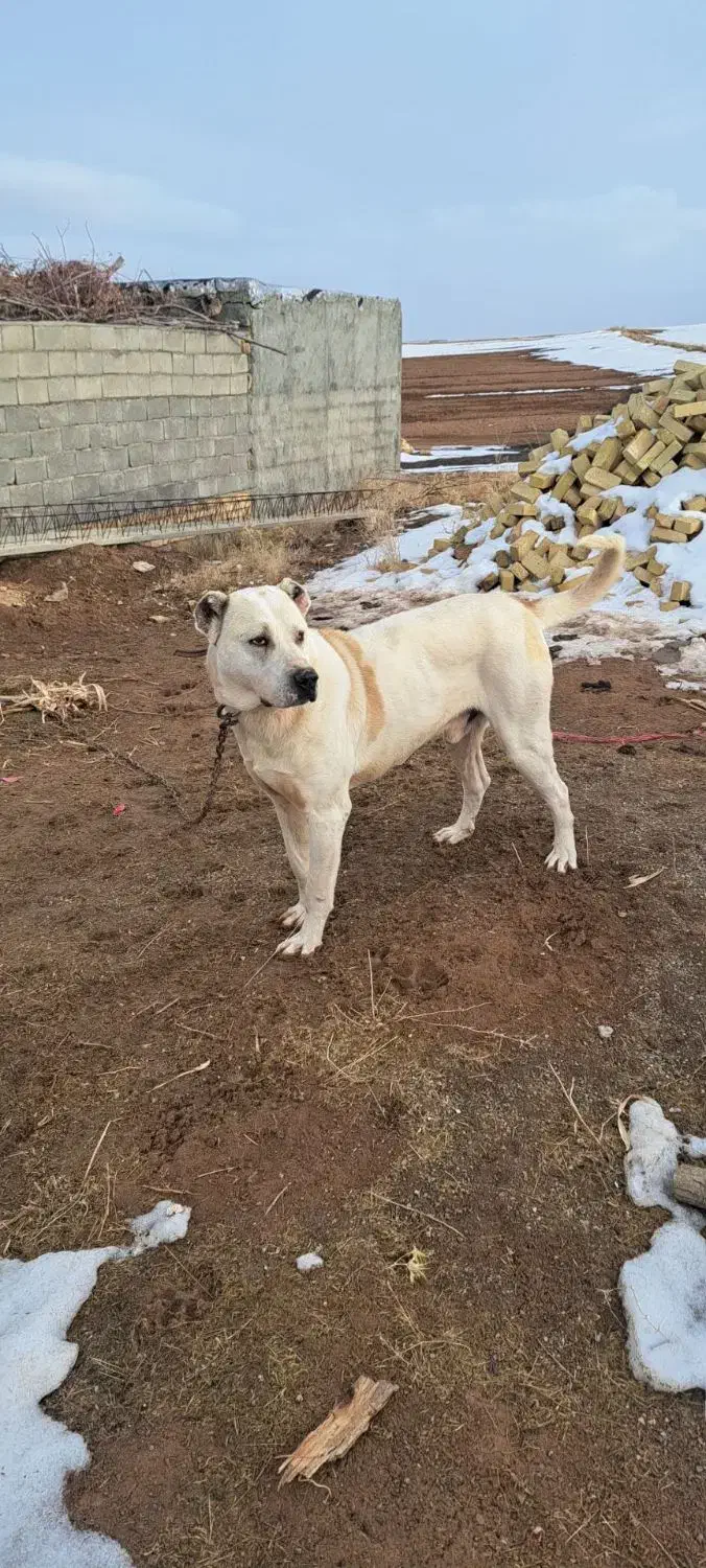 سگ سراب|سگ|سجاس رود, |دیوار