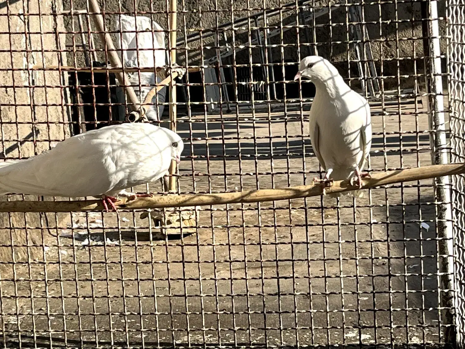 نرماده سفید چش نوک سفید|پرنده|ساوه, |دیوار