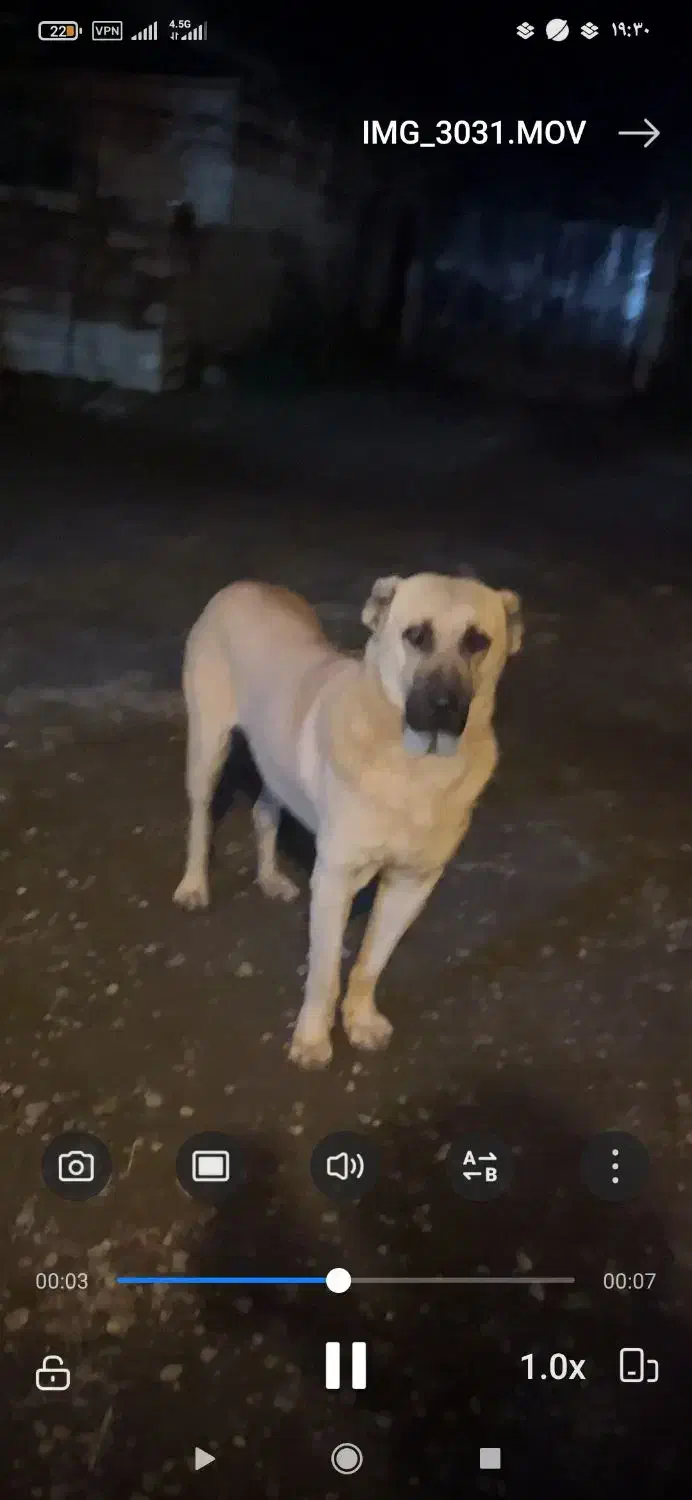 سگ سرابی|سگ|تالش, هشتپر|دیوار