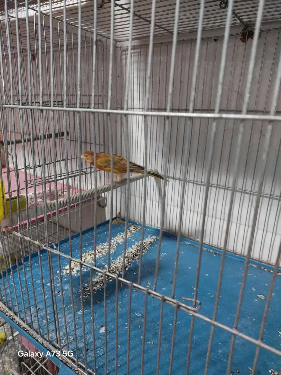 قناری|پرنده|شیراز, پودنک|دیوار