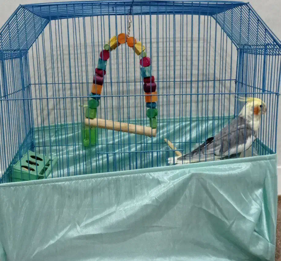 عروس هلندی گمشده|پرنده|بندر ماهشهر, |دیوار