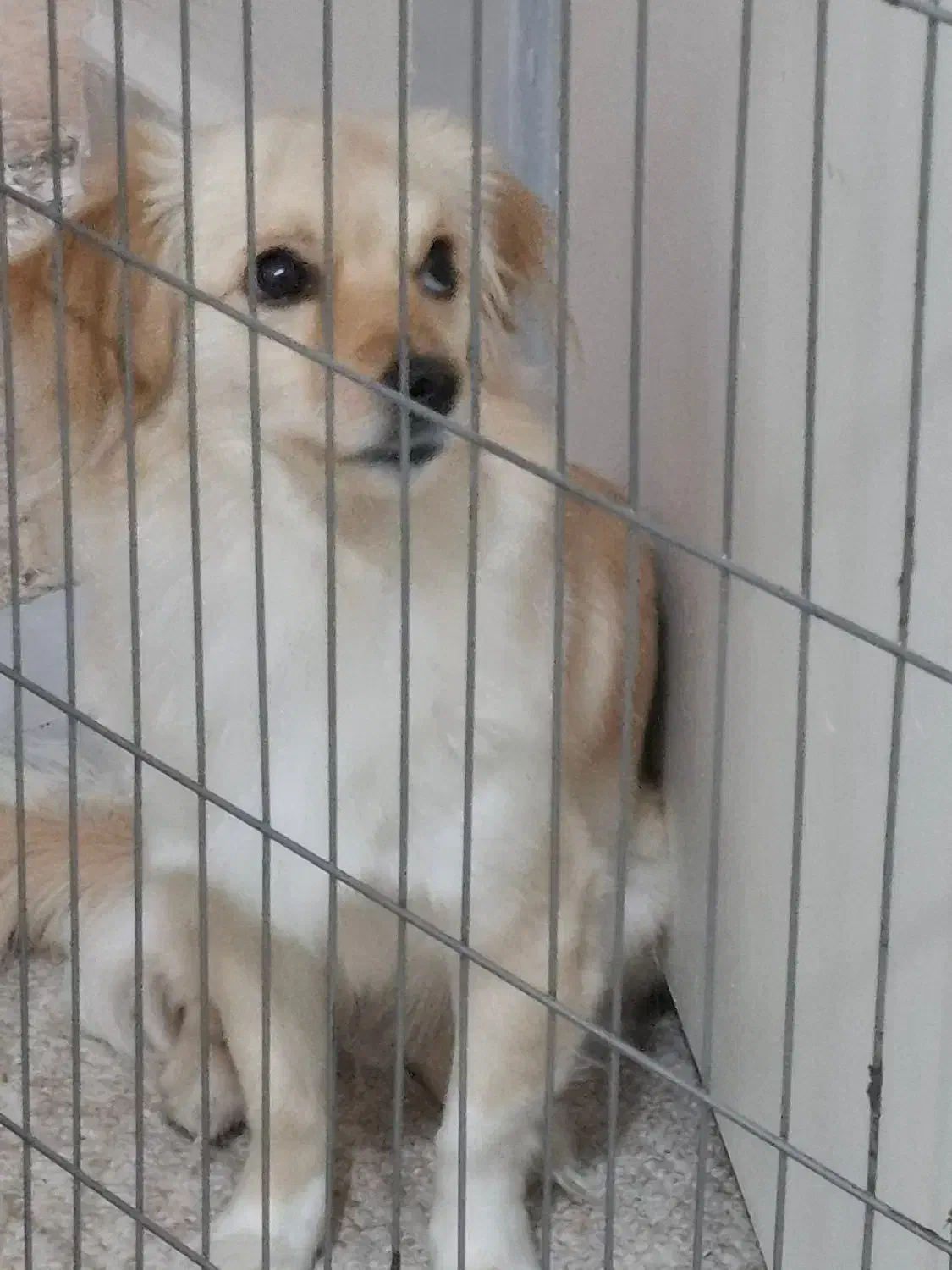 سگ گم شده|سگ|ورامین, ورامین|دیوار